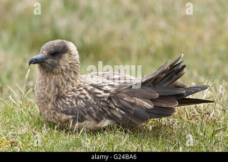 Grande Skua Stercorarius skua seduto sull'erba. Foto Stock