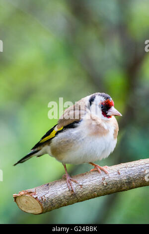 Cardellino (europeo) Carduelis carduelis seduta sul ramo. Foto Stock