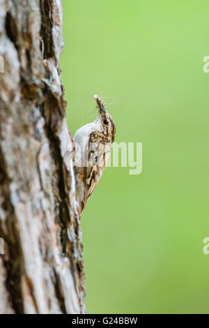 Rampichino alpestre Certhia familiaris seduto su albero. Foto Stock