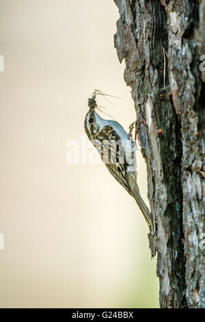 Rampichino alpestre Certhia familiaris seduta su albero con il cibo nel becco. Foto Stock