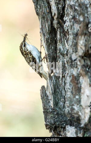 Rampichino alpestre Certhia familiaris seduta su albero con il cibo nel becco. Foto Stock