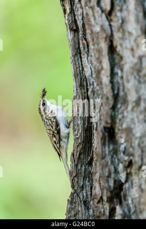 Rampichino alpestre Certhia familiaris seduta su albero con il cibo nel becco. Foto Stock