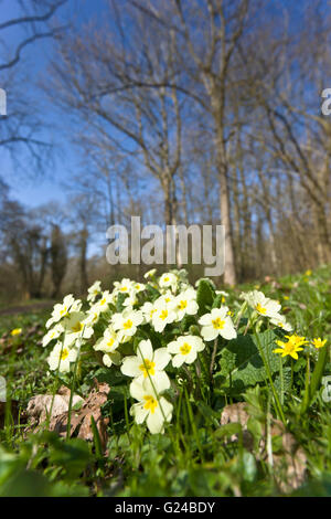 Primrose Primula vulgaris fioritura di piante nel bosco. Foto Stock