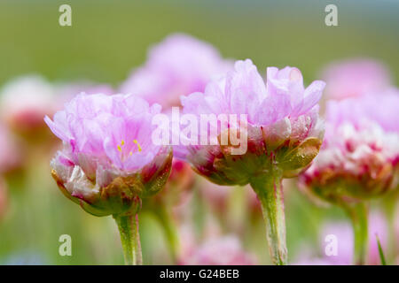 Mare parsimonia Armeria maritima fiori Foto Stock