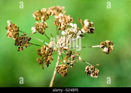 Hogweed Heracleum sphondylium seme head in autunno Foto Stock