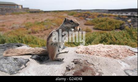 Massa a strisce scoiattolo (Xerus erythropus) sul muro di pietra di mangiare cookie Foto Stock
