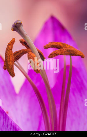 Bellissime macro close up immagine della vibrante colorato fiore di giglio Foto Stock