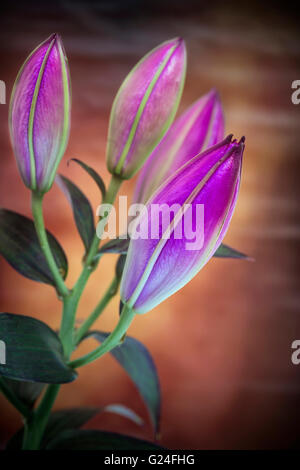 Bellissime macro close up immagine della vibrante colorato fiore di giglio Foto Stock