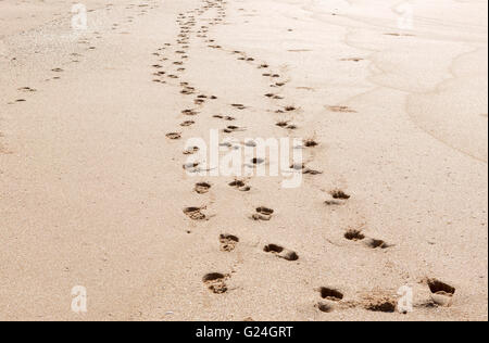 Sri Lanka , Tangalle. Passi su una spiaggia Foto Stock