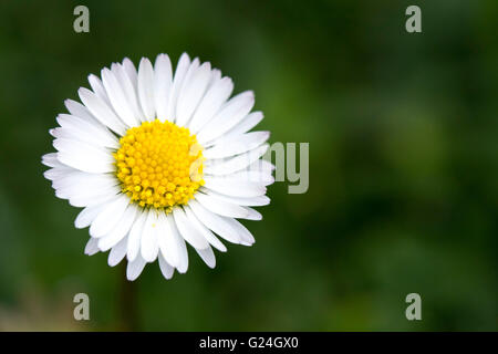 Daisy in erba verde Foto Stock