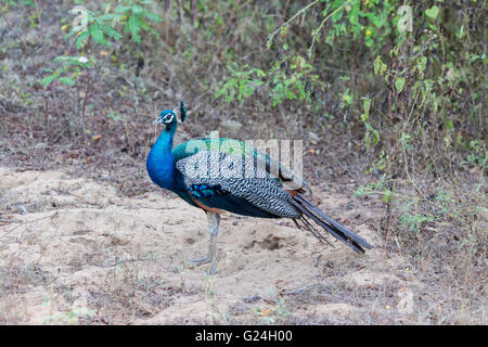 Yala National Park , lo Sri Lanka. Un pavone Foto Stock