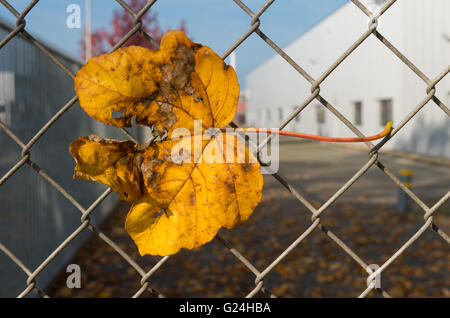 Acero giallo lasciare catturati da un recinto di filo Foto Stock