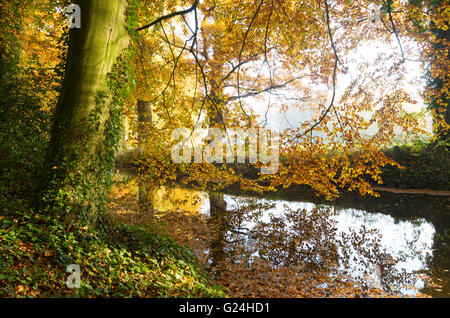 Fosso in una foresta in Autunno colori Foto Stock