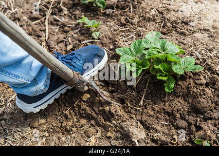 Molla di scavare il terreno con forcone Foto Stock