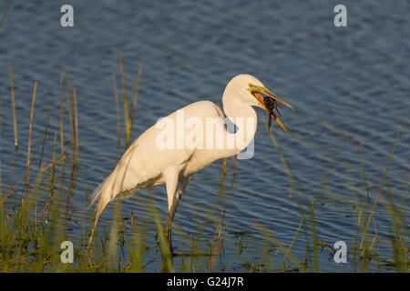 Airone bianco maggiore, (Ardea alba), la cattura del Gambero di fiume. Bosque del Apache National Wildlife Refuge, nuovo Messico, Stati Uniti d'America. Foto Stock