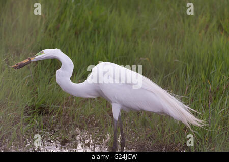 Airone bianco maggiore, (Ardea alba), la cattura del Gambero di fiume. Bosque del Apache National Wildlife Refuge, nuovo Messico, Stati Uniti d'America. Foto Stock