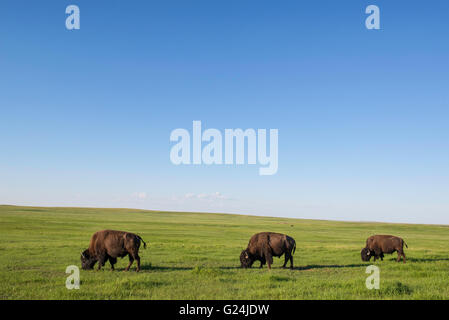 Tre i bisonti americani (Bison bison) adulti pascolare sui prati, Western USA Foto Stock