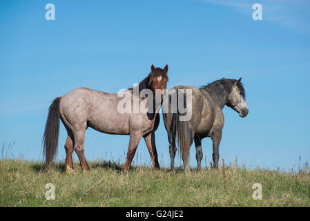 Coppia di cavalli selvaggi (Equs ferus), Mustang, Feral, Parco nazionale Theodore Roosevelt, North Dakota occidentale, America del Nord Foto Stock