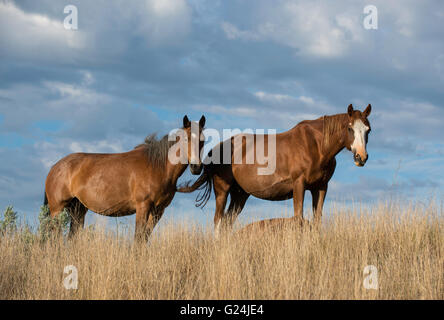 Coppia di cavalli selvaggi (Equs ferus), Mustang, Feral, Parco nazionale Theodore Roosevelt, North Dakota occidentale, America del Nord Foto Stock