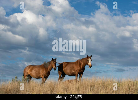 Coppia di cavalli selvaggi (Equs ferus), Mustang, Feral, Parco nazionale Theodore Roosevelt, North Dakota occidentale, America del Nord Foto Stock