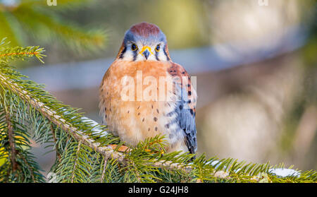 Il Gheppio americano su una struttura ad albero Foto Stock