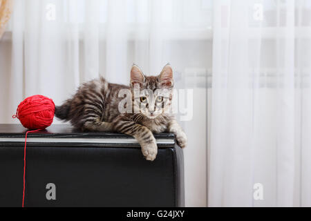 Curili Bobtail gattino. Sfera di filato. Thoroughbred cat. Carino e divertente gattino. Il Pet. Foto Stock