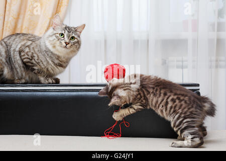 Curili Bobtail gatti. La mamma di gatto e gattino. Sfera di filato. Thoroughbred cat. Carino e divertente gattino. Il Pet. Foto Stock