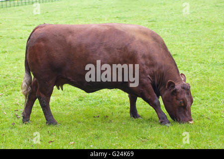 Sussex Vacca (Bos primigenius). Il pascolo. Carni bovine di razza rara. Raveningham Park. Norfolk. In Inghilterra. Regno Unito. Foto Stock