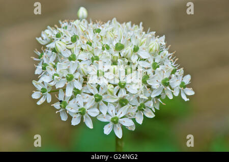 Allium multibulbosum nigrum in piena fioritura Foto Stock