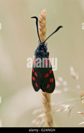 Avvistato Burnett moth su una levetta di erba. Foto Stock