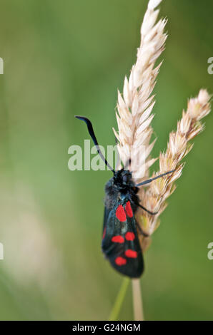 Sei Spotted Burnett moth su una levetta di erba. Foto Stock