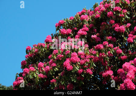 Rosso fiori di rododendro Foto Stock