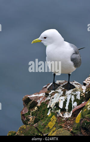 Nero-zampe (kittiwake Rissa tridactyla) sulla sporgenza di roccia in mare scogliera lungo la North Atlantic Coast Foto Stock