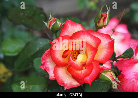 Una rosa è woody perenne fioritura delle piante del genere Rosa, nella famiglia delle Rosacee, o il fiore si appoggia. Foto Stock