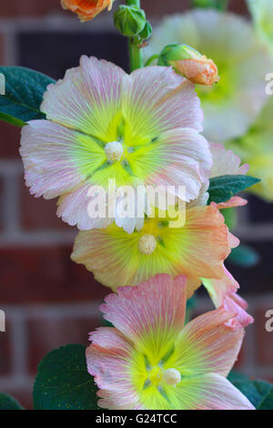 Alcea rosea (hollyhock comune) è una pianta ornamentale in famiglia Malvaceae. È stato importato in Europa da Chi sudoccidentale Foto Stock