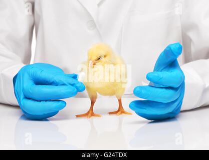 Piccolo giallo pollo getting pillola da veterinari mano su sfondo bianco Foto Stock