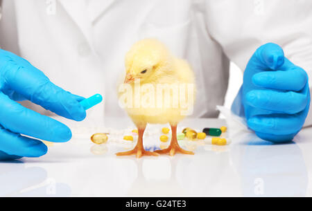 Piccolo giallo pollo getting pillola da veterinari mano su sfondo bianco Foto Stock