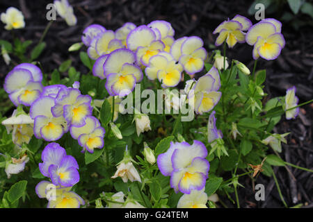 Il giardino pansy è un tipo di grande a fiore pianta ibrida coltivata come un giardino fiorito . Foto Stock