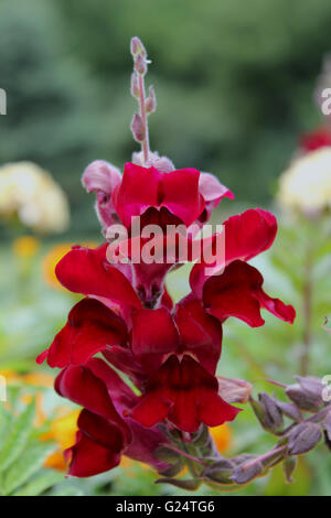 Antirrhinum è un genere di piante comunemente noto come dragon fiori o bocche di leone. Foto Stock