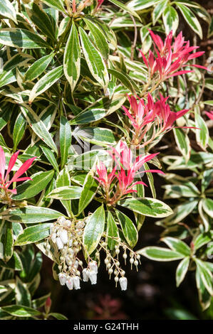 Sarcococca japonica "Flaming Silver" Foto Stock