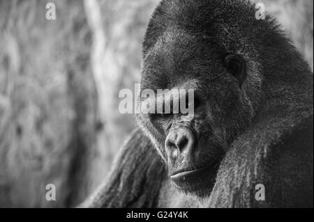 Primate Gorilla in uno zoo Foto Stock