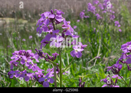 Phlox crescente selvatici in una zona umida naturale in Montague, Michigan Foto Stock