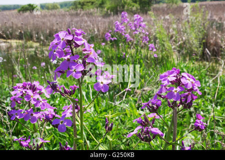 Phlox crescente selvatici in una zona umida naturale in Montague, Michigan Foto Stock