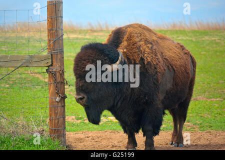 Bisonti americani Buffalo in corrispondenza di un apertura cancello di recinzione Foto Stock