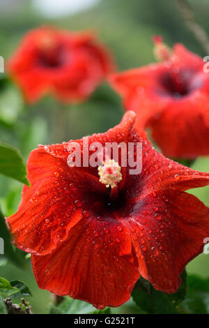Hibiscus rosa-sinensis è ampiamente coltivato nelle Filippine e conosciuta come la pianta Gumamela Foto Stock