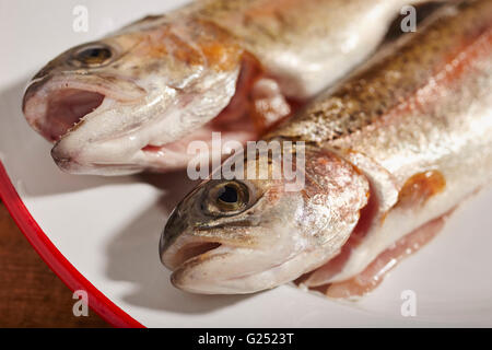 Appena pescato trota di fiume dalla Pennsylvania centrale Foto Stock