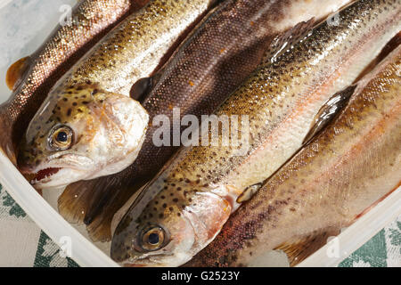 Appena pescato trota di fiume dalla Pennsylvania centrale Foto Stock