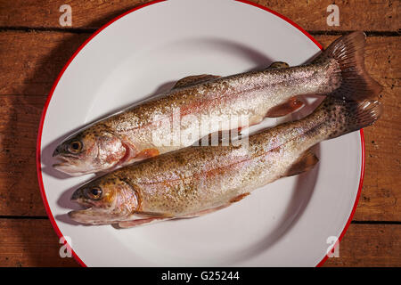 Appena pescato trota di fiume dalla Pennsylvania centrale Foto Stock