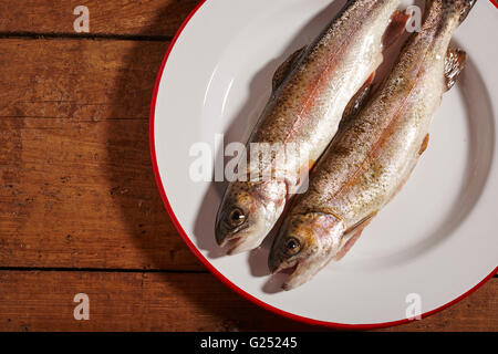 Appena pescato trota di fiume dalla Pennsylvania centrale Foto Stock