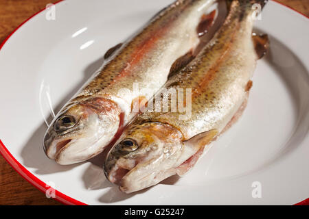 Appena pescato trota di fiume dalla Pennsylvania centrale Foto Stock